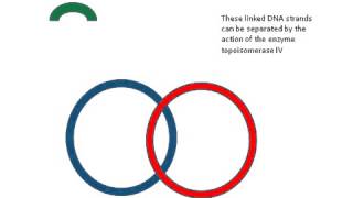 Topoisomerase IV enzyme [upl. by Rosamond]