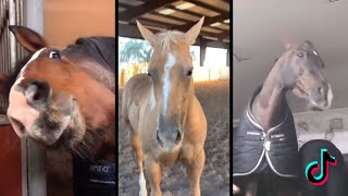 🐴 The Cutest HORSES 🦄  TikTok Compilation [upl. by Ydnat]