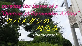 24 ウバメガシの刈り込み。 刈込鋏仕上げ。mowing the leaves of a quotQuercus phillyraeoides AGrayquot ubamegashi [upl. by Aneram]