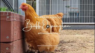 Buff Orpington Standard 202425 pipandgrowfarm [upl. by Eisenstark]