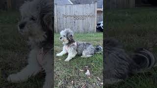 I Make The Rules  Release the Beast Day 33 dogshorts puppy doglovers pets yourdog [upl. by Gwen]