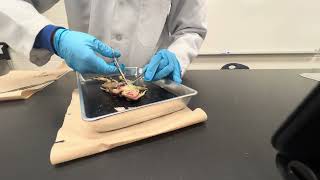 Frog Dissection Grade 10 Science class 2NC2D1 uncut version [upl. by Xirtaeb]