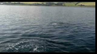 Dolphin pod in Lamlash Bay [upl. by Suiratnauq]