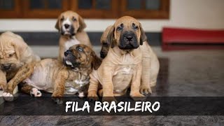 Fila Brasileiro  The Brazilian Mastiff  Large Working Dogs Brazil  Superb Trackering Dog Breed [upl. by Keppel]