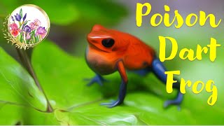 Discover the Truth About Endangered Dart Frogs [upl. by Hanas]