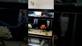 Aquarium setup  aquarium cooler shorts aquarium [upl. by Kery]