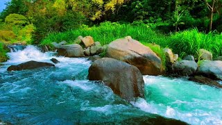 Nature’s Forest River and Birds for Deep Serenity Meditation and Focus [upl. by Seuqram]