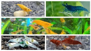 Can You Mix Different Color Shrimp Can you keep different color Neocaridina shrimp together [upl. by Yentroc]