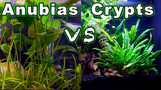 Beginner Aquarium Plants Anubias vs Crypts  Which One is Better🌱🌿 [upl. by Atarman]