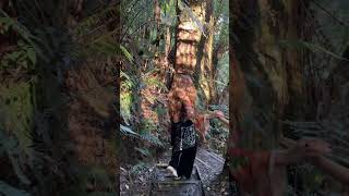 Beauchamp falls 🇦🇺🦘 youtubeshorts travel australia mountains nature fyp nature [upl. by Tommie]