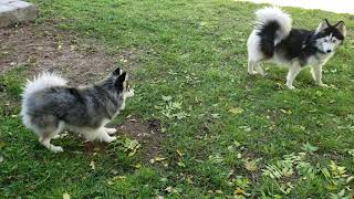 Mini pomsky tries to play with standard pomsky [upl. by Eural794]