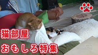 猫部屋おもしろハプニング集 猫部屋の出来事 2018 4月編Cats rooms funny moments 2018 April [upl. by Kotick]