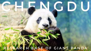 Chengdu Research Base of Giant Panda Breeding 成都大熊猫繁育研究基地  Things to Do  China 4K chinapanda [upl. by Fritzsche]