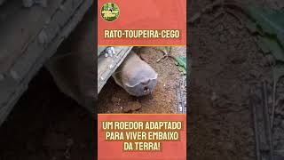 Rato toupeira cego  ANIMAIS BIZARROS [upl. by Olatha]