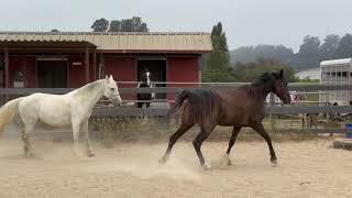 Comparing 2 Tennessee Walking Horses  Gaited Horse Training [upl. by Asiret523]