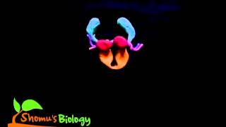 Topoisomerase ii animation [upl. by Acilegna758]