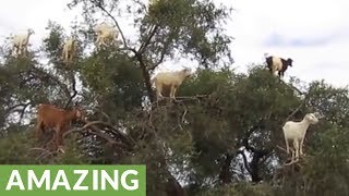 The unbelievable treeclimbing goats of Morocco [upl. by Saltsman752]