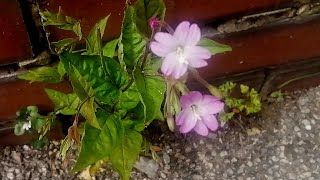 The City Willowherb Identifier Epilobium botany [upl. by Nyrmac]