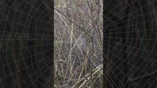 Giant Spiders Web [upl. by Minsat786]