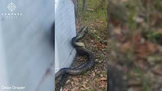 Pythons Filmed Fighting Over Female in Backyard [upl. by Aled]