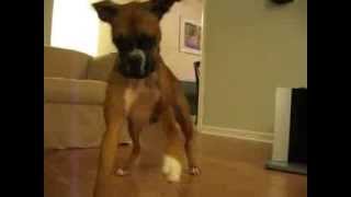 Boxer Dog Attacks Furby  FUNNY [upl. by Adnorrahs820]