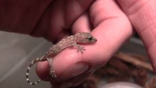 Baby House Gecko [upl. by Onaimad]