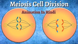 Meiosis Cell Division Animation In Hindi [upl. by Eiramanig]