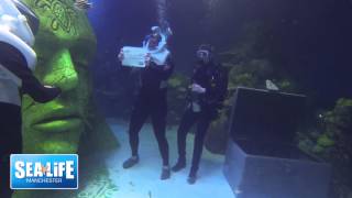 The first underwater proposal underwater at SEA LIFE Manchester [upl. by Elyrad]