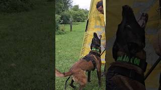 Insanely High Drive Belgian Malinois Protection Training [upl. by Egnalos]