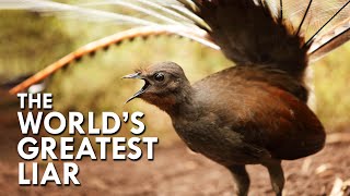 Lyrebird The World’s Greatest Mimic [upl. by Wessling]