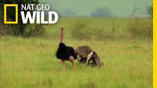 The Flirtatious Ostrich  Wild Wives of Africa [upl. by Akimrej]