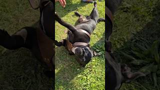 Phaa phaa pheee 😅youtube youtubeshorts dog doglover cute doglife dogtraining [upl. by Pilloff]