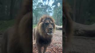 Lion Lodge lives up to its name with close hot tub encounter [upl. by Niras926]