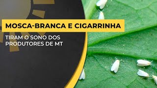 MOSCABRANCA e CIGARRINHA tiram o sono dos produtores de MT [upl. by Leidba]