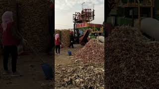 Maize Processing Process [upl. by Ahselrak]