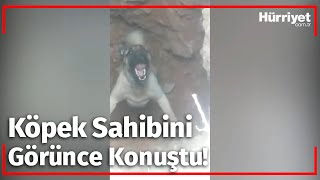 Kayıp Köpek Sahibini Görünce quotAli Amcaquot Diye Bağırdı [upl. by Violet305]