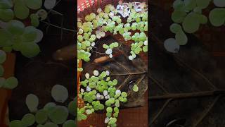 Guppy bache dene wali hai  Guppy Fish giving birth aquarium guppyfish guppyfry fish [upl. by Atiuqrahc413]