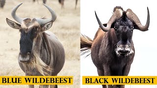 All types of wildebeest species [upl. by Esorylime871]