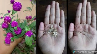 How to Collect VIABLE Gomphrena Seeds  Globe Amaranth Seeds  Gomphrena Plant  Harvest Seeds [upl. by Halyahs]