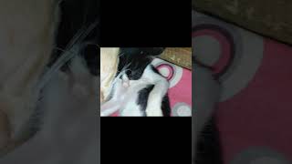 Vai boro don rokter badonforyoupageシ catlovers viralvideo viralyoutubeshorts sad love viral [upl. by River]