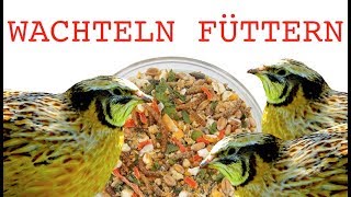 Wachtelfutter  Die besten Tipps für die Fütterung von Wachteln  mit Futter vom WachtelShop [upl. by Forester]