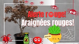 Alerte rouge  araignées rouges [upl. by Blumenthal]