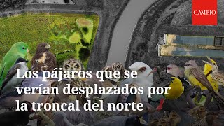 Los pájaros que se verían desplazados por la troncal del norte  CAMBIO [upl. by Ansel]