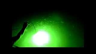 The Green Blob Underwater LED FIshing Light in Action [upl. by Fairweather]