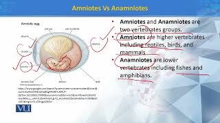 Amniotes vs Anamniotes  Principles of Systematics  ZOO511TTopic200 [upl. by Ellehcar]