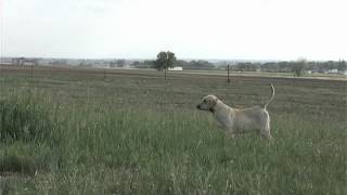 Pointing Labs  Hunting  Training [upl. by Ueih]