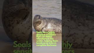 Seal can DIVE DEEEP amp has SENSITIVE WHISKERS animals nature shorts viralvideo seal seals [upl. by Eenor323]