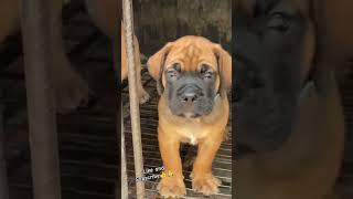 Boerboel Pups🐶 aggressive rottweiler aggressivedog puppy pets doglover animals cute india [upl. by Owades]