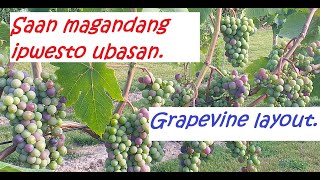 GRAPES UBAS  1 GRAPEYARD LAYOUT [upl. by Joana]