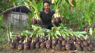 02 year living in forest Revisiting the old house to harvest giant taro [upl. by Ezeerb]